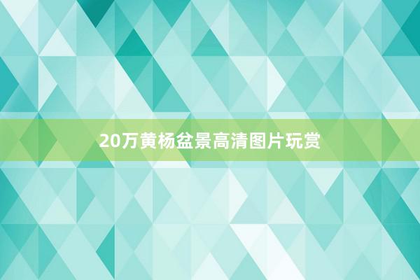 20万黄杨盆景高清图片玩赏